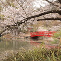 写真: 臥龍池の桜と橋