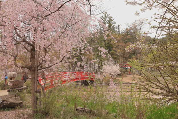 写真: 臥龍公園の桜