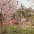 写真: 臥龍公園の桜