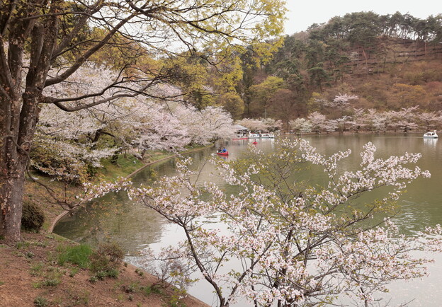 臥龍の池の桜
