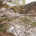 写真: 臥龍の池の桜