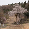 写真: 赤和観音のしだれ桜A