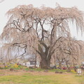 写真: 和美（なごみ）の桜１