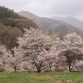 写真: 信州高山の桜