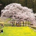 写真: 黒部のエドヒガン桜1