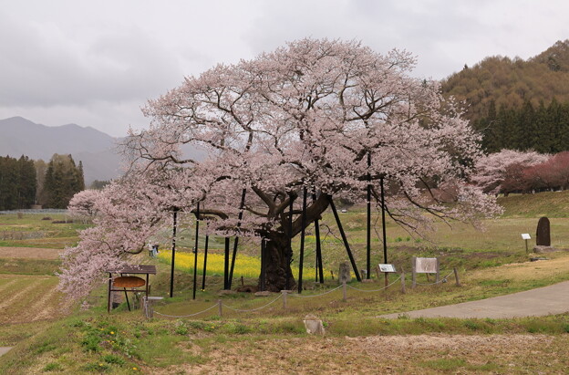 写真: 黒部のエドヒガン桜３