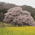 写真: 黒部のエドヒガン桜４