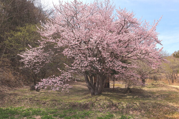 写真: オキノ桜