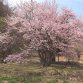 オキノ桜
