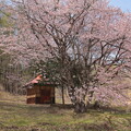 オキノ桜A
