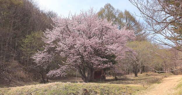 オキノ桜B