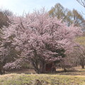 写真: オキノ桜B
