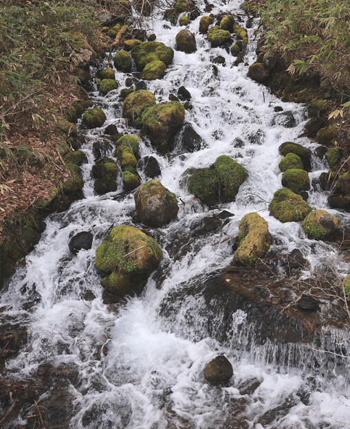 写真: 大清水　沢の苔の渓流