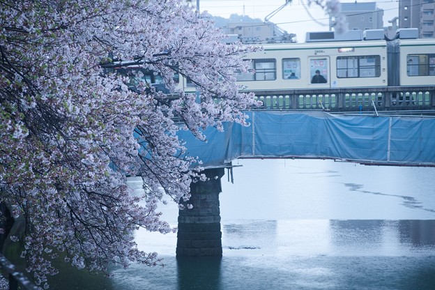 写真: 桜トンネル
