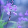 写真: 紫蘭
