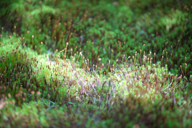 写真: 苔の花