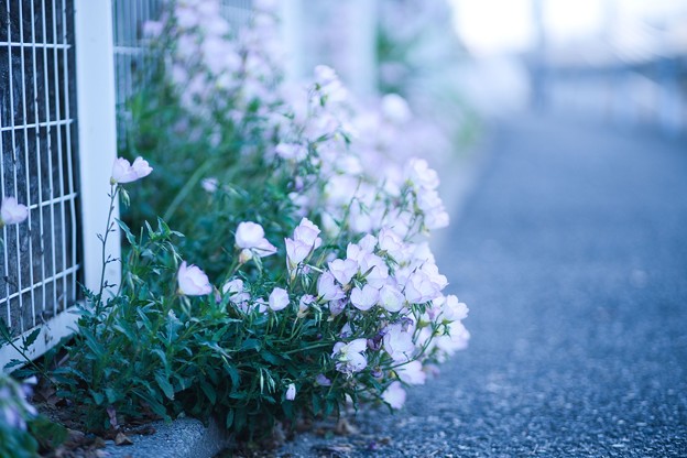 写真: 丈夫な花