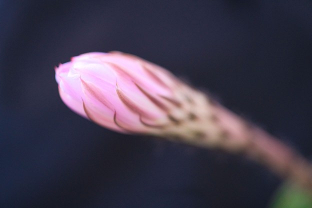 写真: サボテンの花２