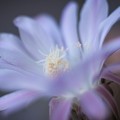 写真: サボテンの花３