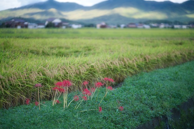 写真: 稲と彼岸花