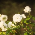写真: THT 白薔薇