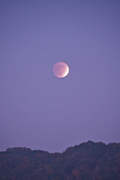 写真: 紅葉と月食
