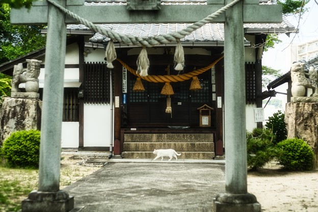 白猫神社