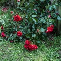 写真: 薔薇と棘