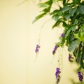 Photos: 揺れる紫