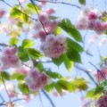 写真: 八重の桜