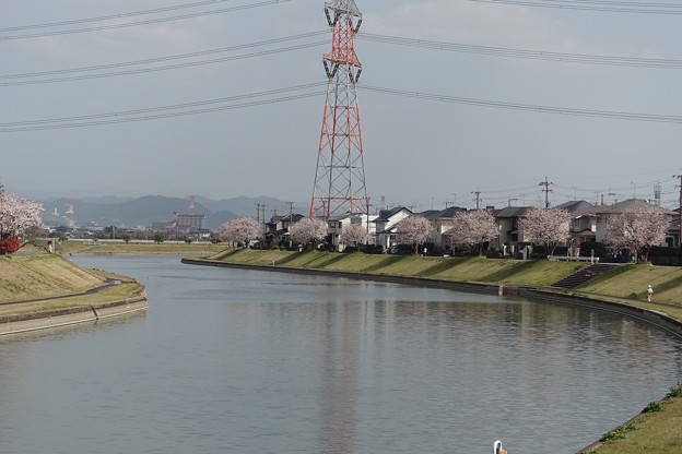 写真: 宝満川沿いの桜1