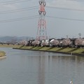 宝満川沿いの桜1