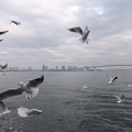 写真: 東京1  レインボーブリッジとカモメ