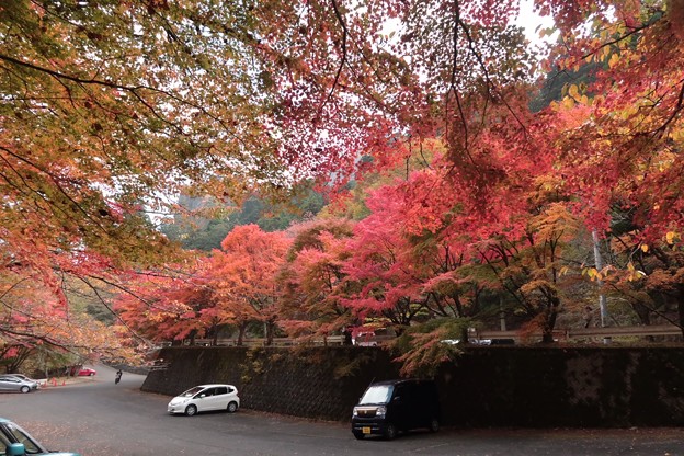 写真: 高住神社駐車場の紅葉3