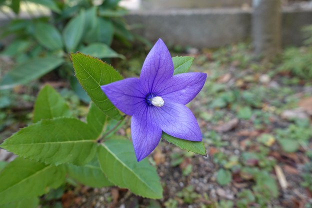 写真: 庭の花1