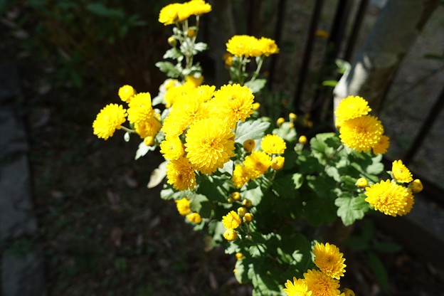写真: 庭の花2