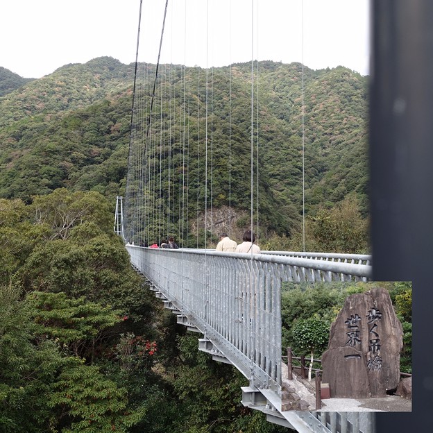 写真: 綾の照葉大吊橋1