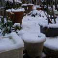 写真: 今冬初めて積もった雪〜