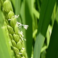Photos: 稲の花