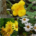 Photos: 菊3種