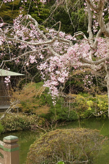 Photos: 池のほとりの枝垂れ桜