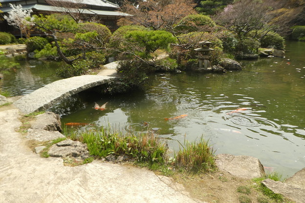 長府庭園の池の鯉