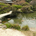 長府庭園の池の鯉