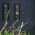 写真: 光る蜘蛛の巣