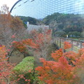 九州国立博物館横の紅葉