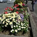 写真: 福岡城跡前花壇