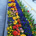 写真: 福岡市役所玄関前の花壇