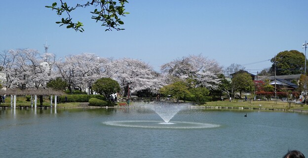 写真: 桜と噴水