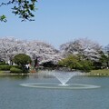 写真: 桜と噴水