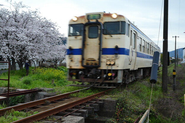 写真: 桜と気動車